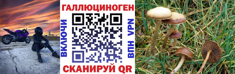 Купить где  Новоуральск  Галлюциногенные грибы Cubensis 